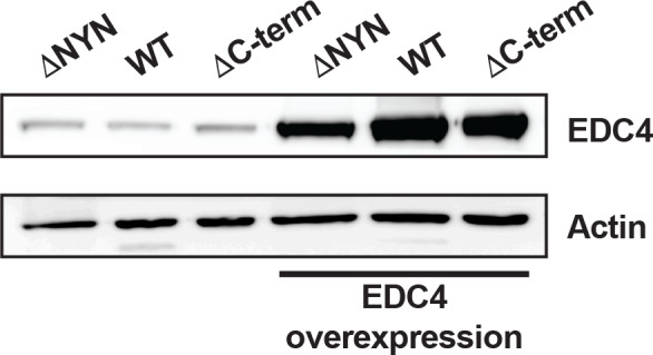 Figure 5—figure supplement 1.