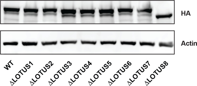 Figure 3—figure supplement 1.