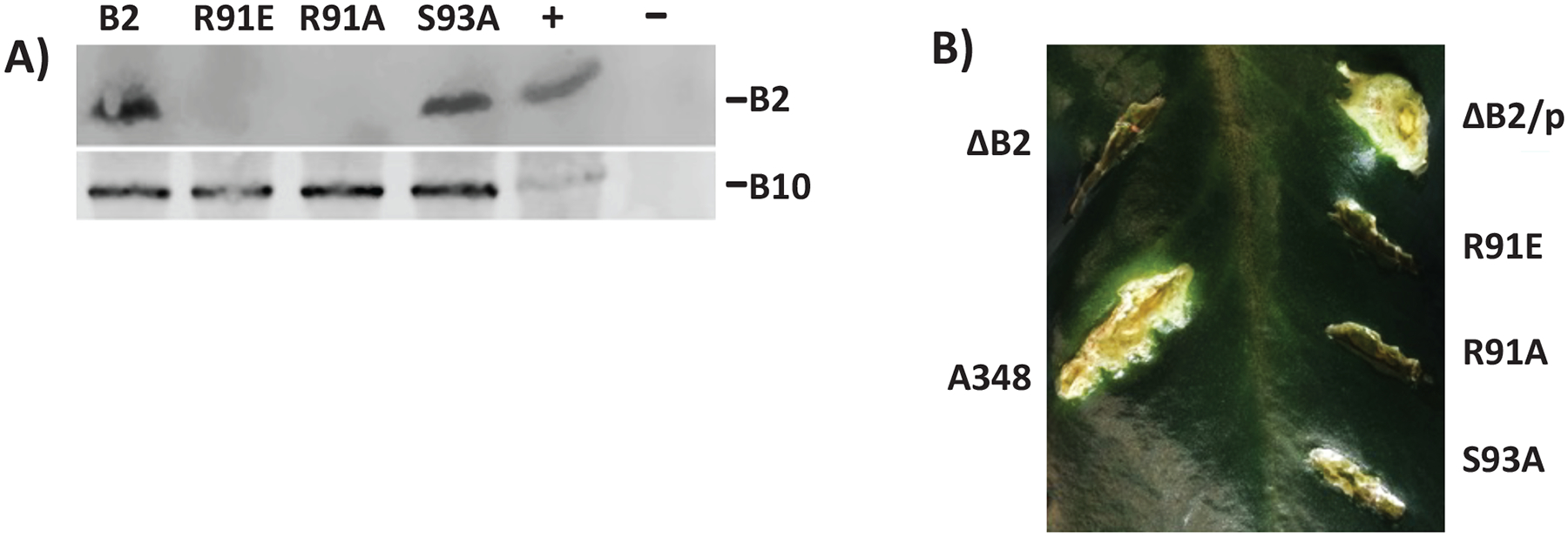 Figure 5.