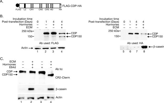 FIG. 3.