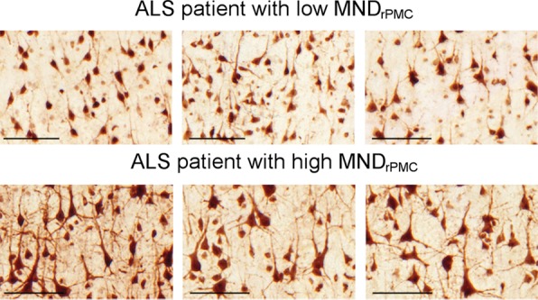 Figure 2a: