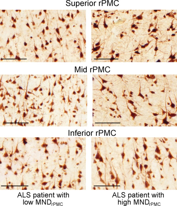 Figure 3a: