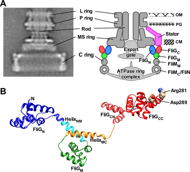 FIG 1