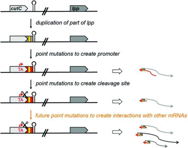 Graphical Abstract Figure.