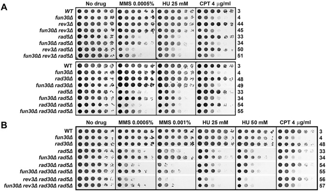 Fig 5