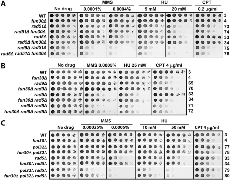 Fig 6