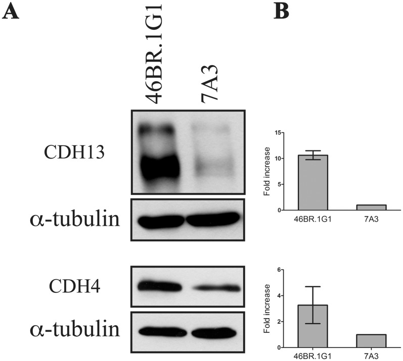 Fig 5