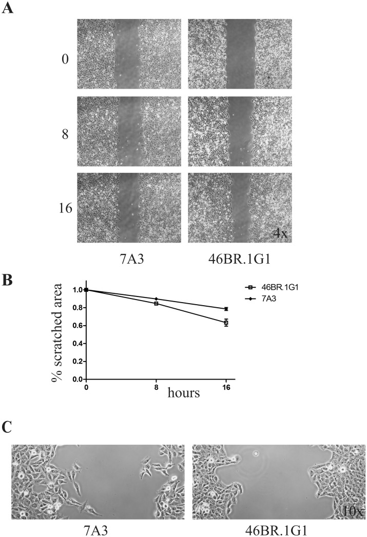 Fig 3