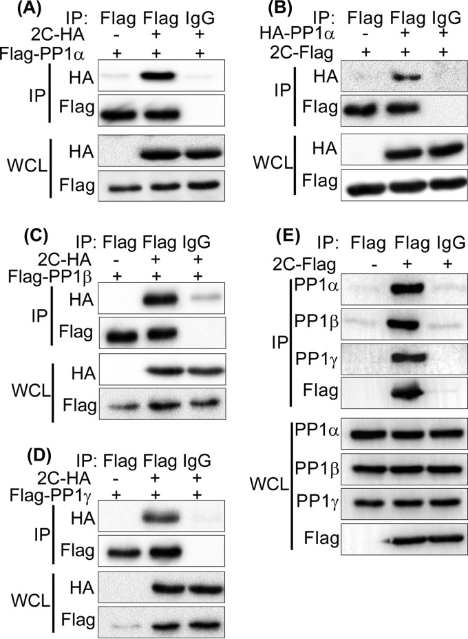 FIG 1