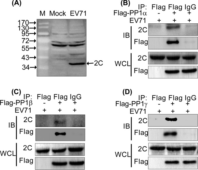 FIG 2