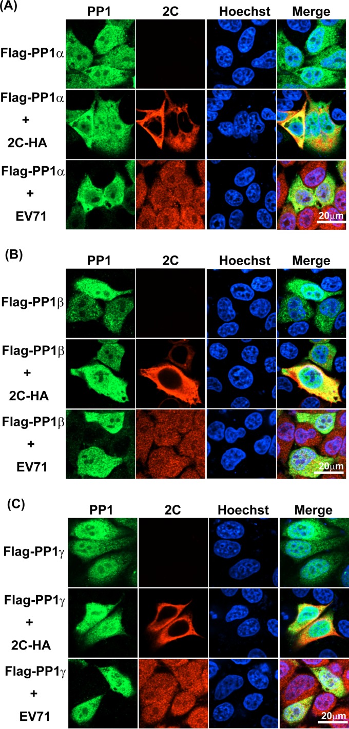 FIG 3