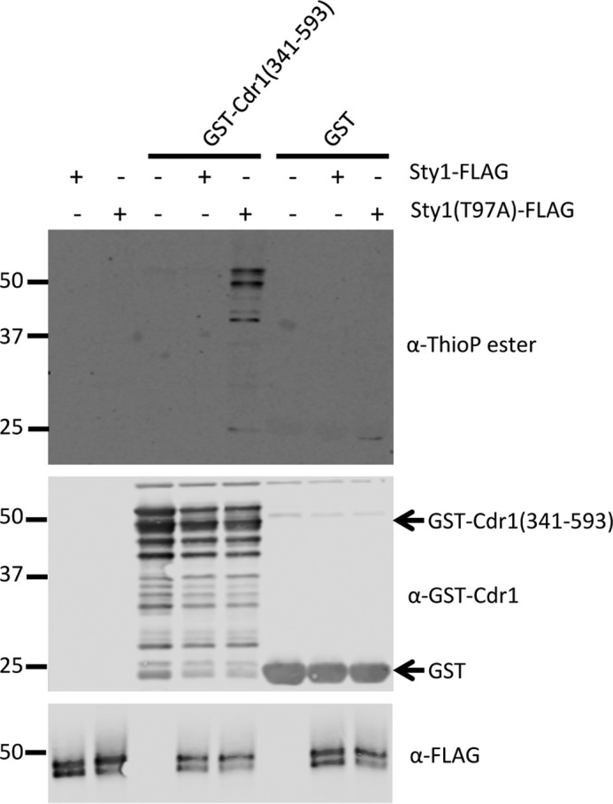 Figure 9.