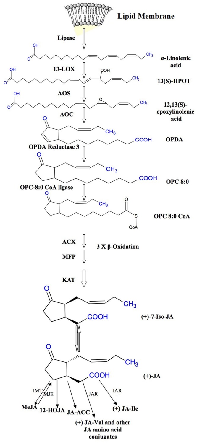 FIGURE 1