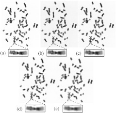 Fig. 10