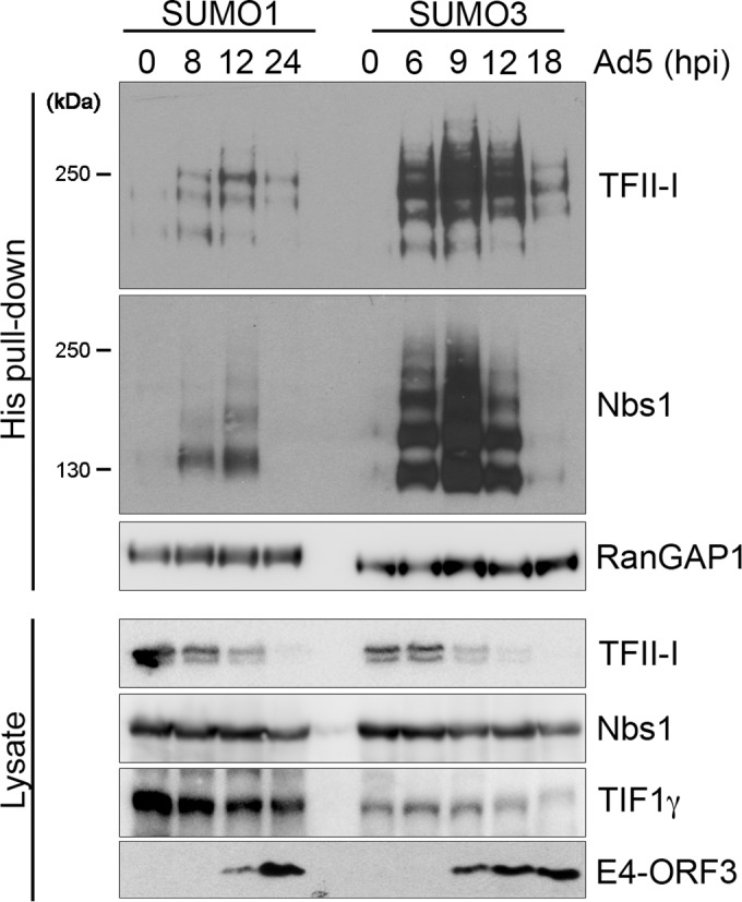 FIG 1 