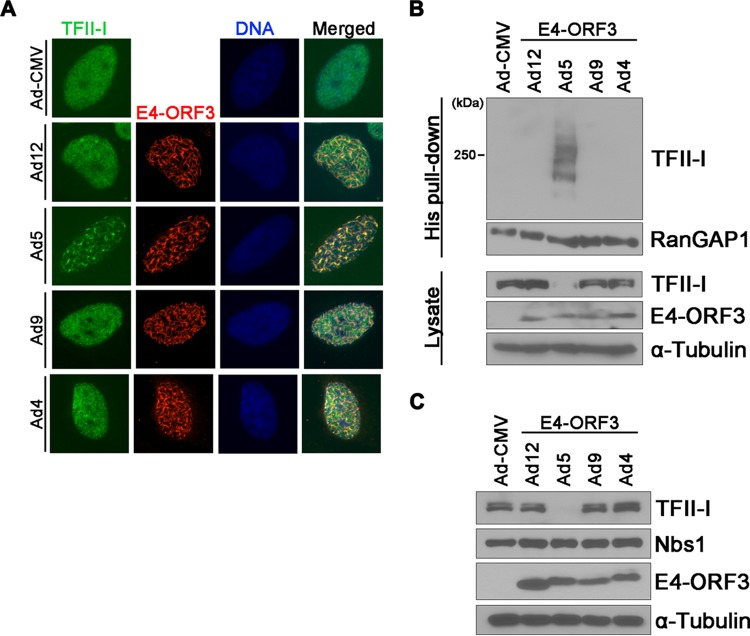 FIG 4 