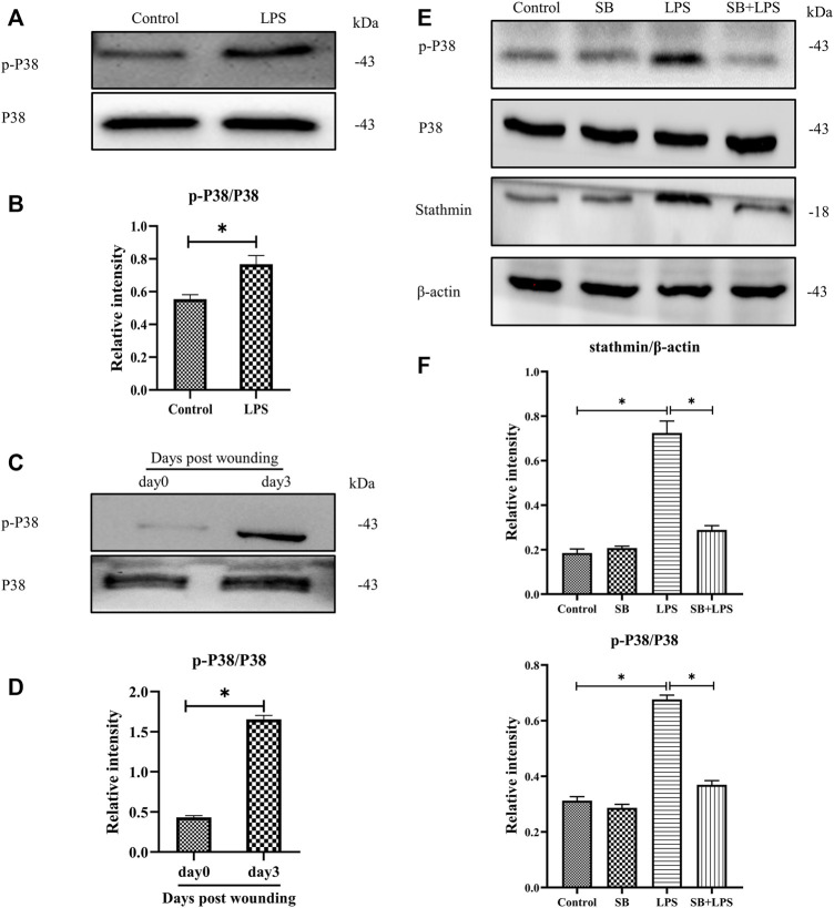 FIGURE 4