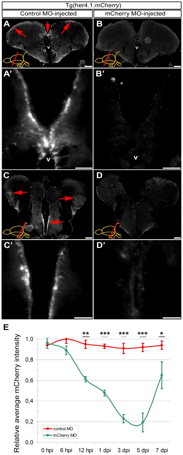 Figure 3: