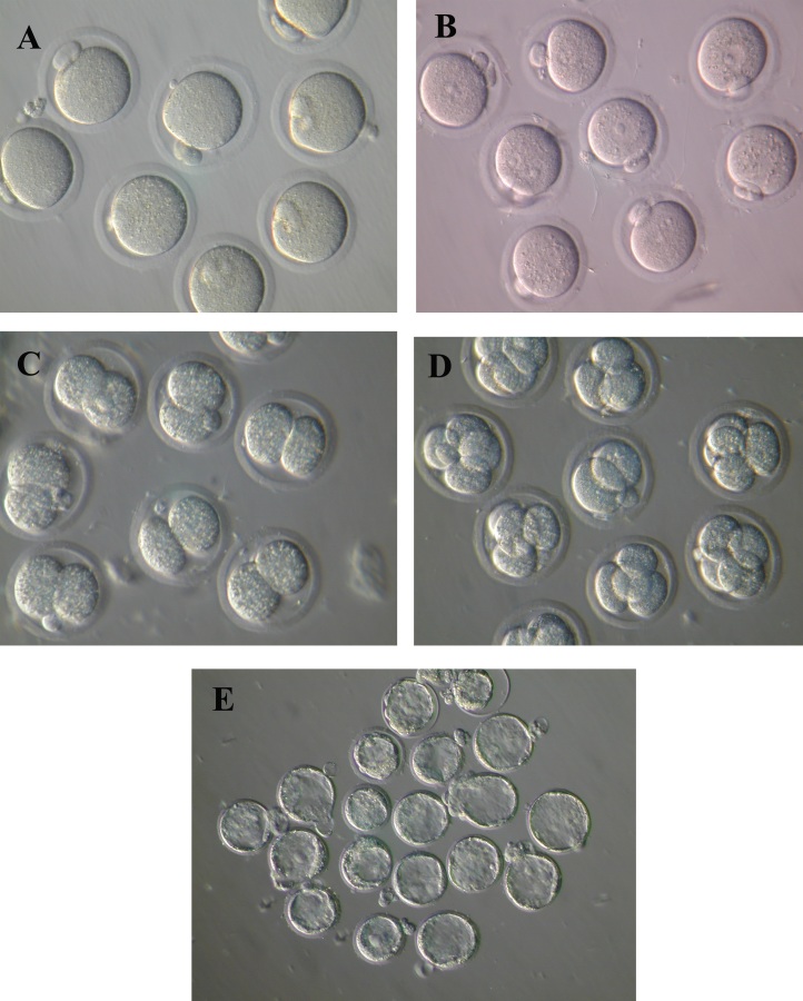 [Table/Fig-3a-e]: