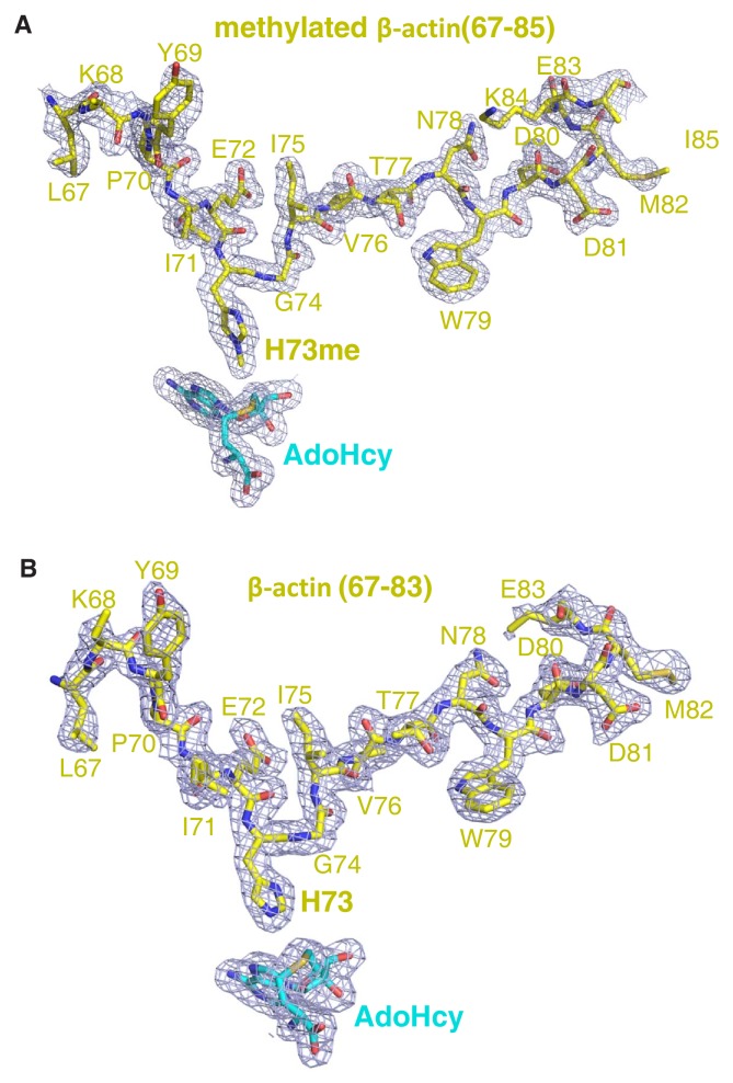 Figure 1—figure supplement 5.