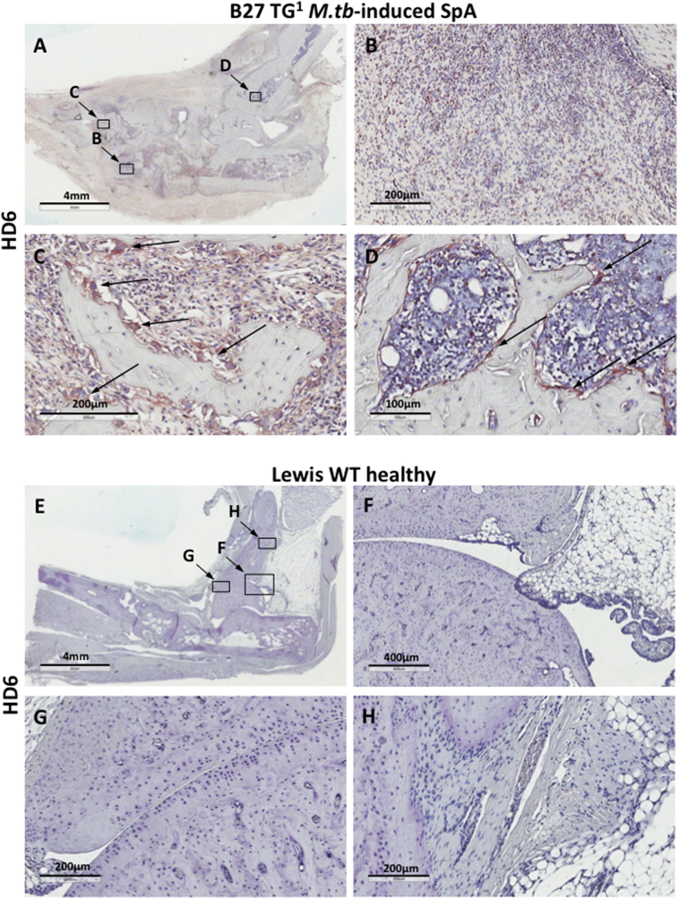 Fig. 4