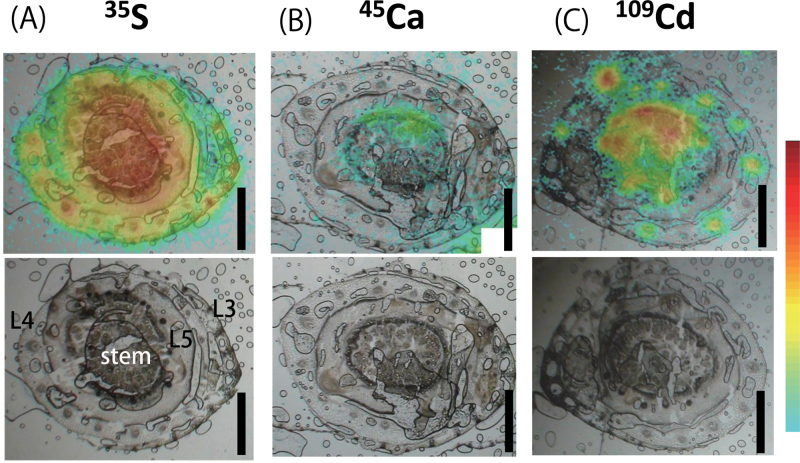 Fig. 3. 