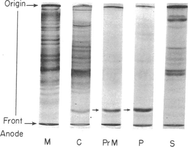 graphic file with name pnas00069-0273-a.jpg