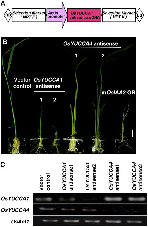 Figure 6.