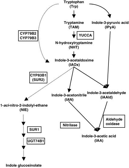 Figure 1.