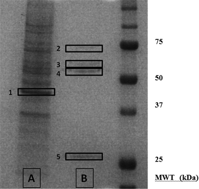 Figure 5