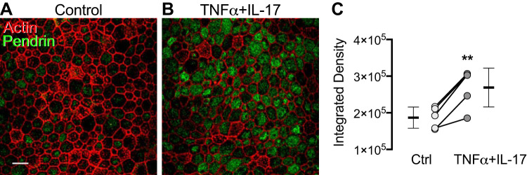 Fig. 8.