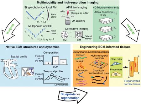 Box 1. Building a blueprint for cardiac tissue regeneration