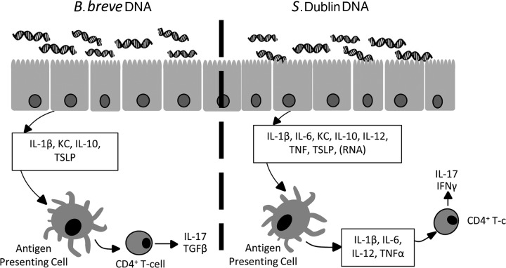 Fig 10