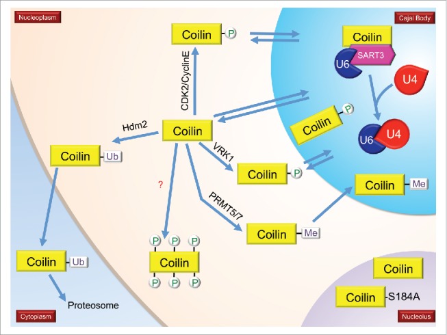 Figure 2.