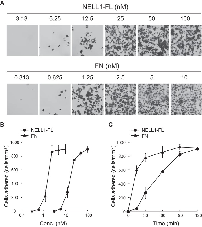 FIGURE 1.