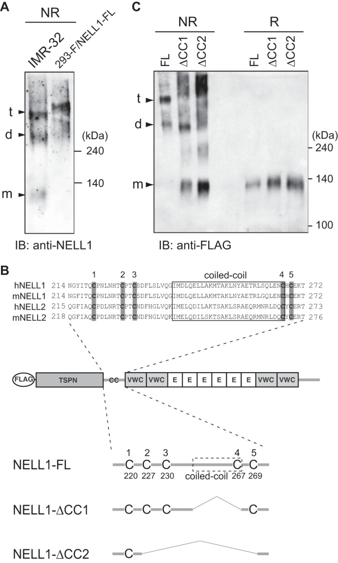 FIGURE 6.