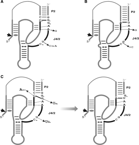 Figure 5.