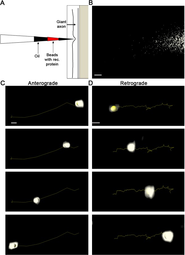 Fig. 2.