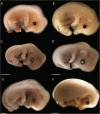 Fig. 11