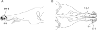 Fig. 8