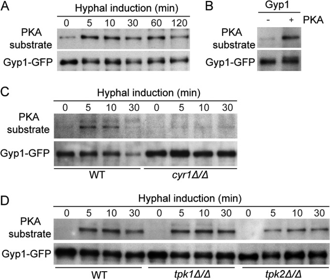 FIG 3