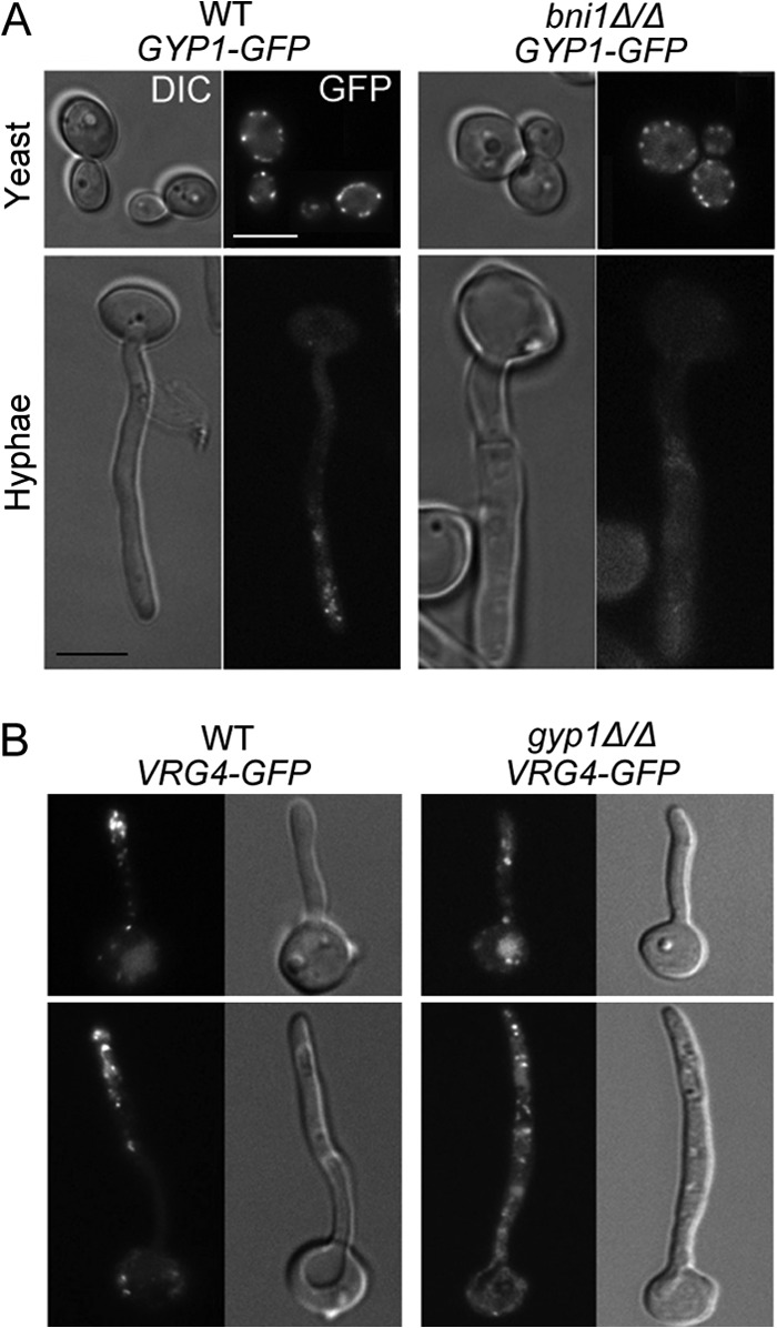 FIG 2