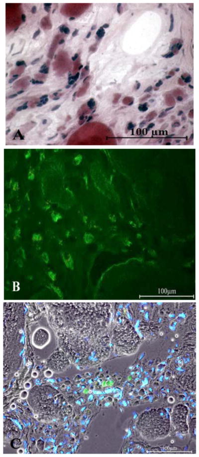 Fig. 6