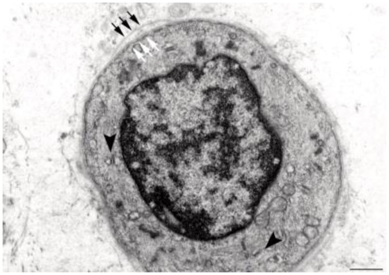 Fig. 10