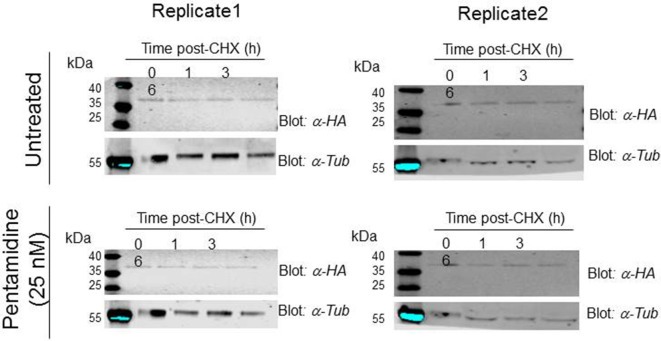 Figure 6—figure supplement 1.