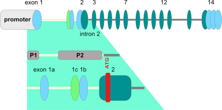 FIGURE 1