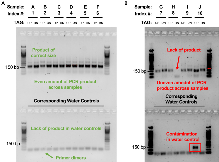 Protocol to identify genes important for Candida albicans fitness in ...