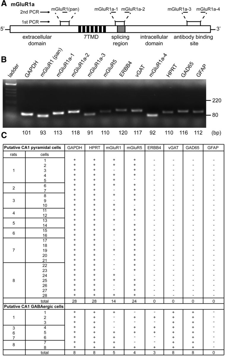 Figure 7.