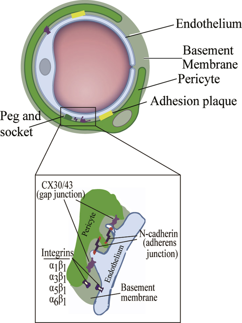 Fig. 1