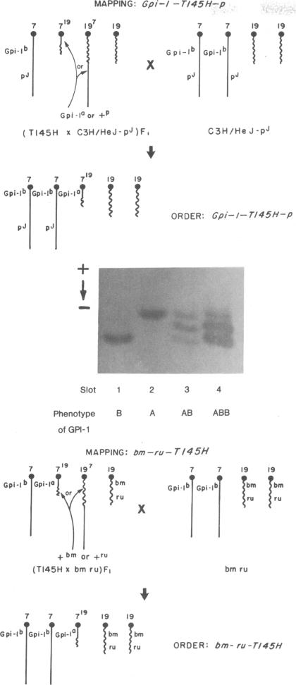 graphic file with name pnas00014-0421-a.jpg